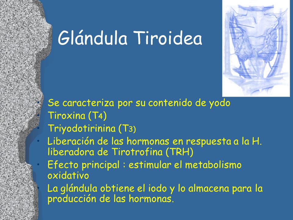 caracteristicas de solfa syllable folículo tiroides